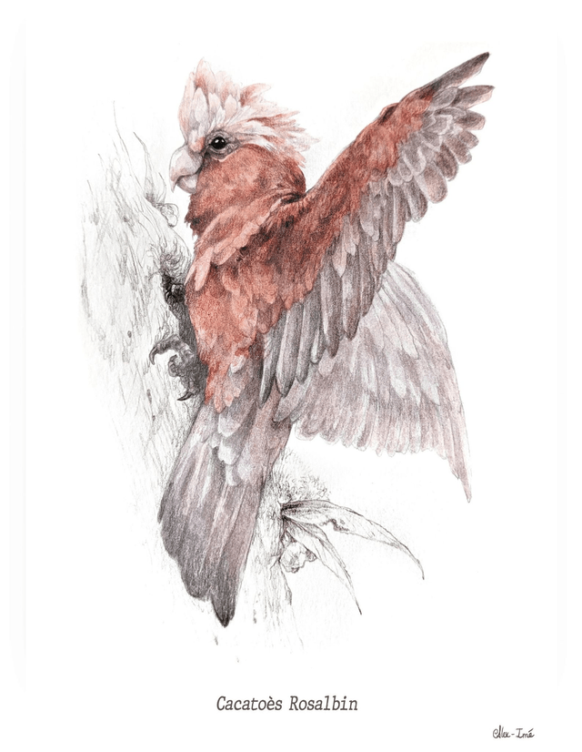 Cacatoès Rosalbin, exlibris format A5