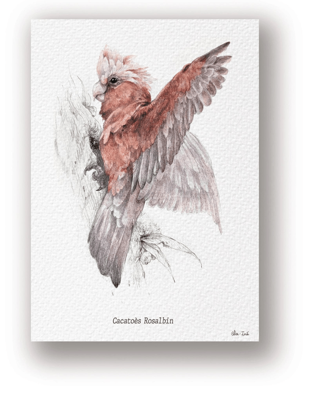 Cacatoès Rosalbin, exlibris format A5