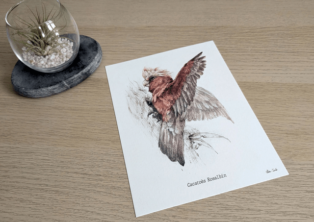 Cacatoès Rosalbin, exlibris format A5